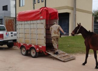 Con una nueva intervención continuaron los rescates de caballos en la vía pública