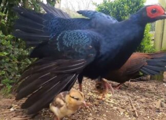 Secuestran 51 animales de criadero ilegal y trasladan 38 faisanes a refugio