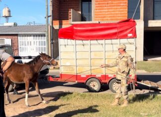 Se retomaron los rescates de caballos sueltos en la vía pública