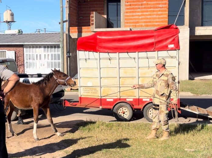 secuestro de caballos