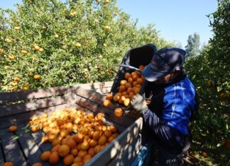 CITRICULTURA. Productores advierten crisis del sector