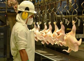 PRODUCCIÓN. Entre Ríos reúne el 63% de las granjas de pollos