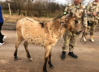 Se rescataron más caballos sueltos de la vía pública