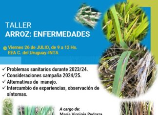 Las enfermedades del arroz serán tratadas en el taller de la Experimental del INTA