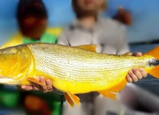 PROHIBIR SU PESCA. Buscan declarar de interés turístico el dorado