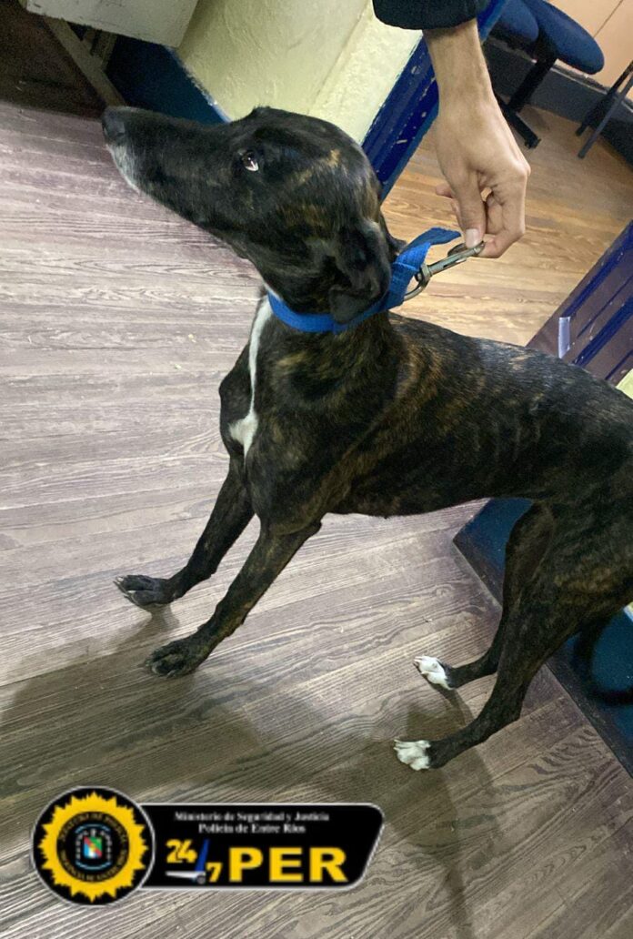 7 recuperan una mascota secuestrada