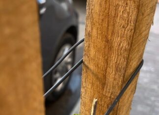 Tras los recientes hechos vandálicos, dieron recomendaciones para el cuidado del arbolado urbano