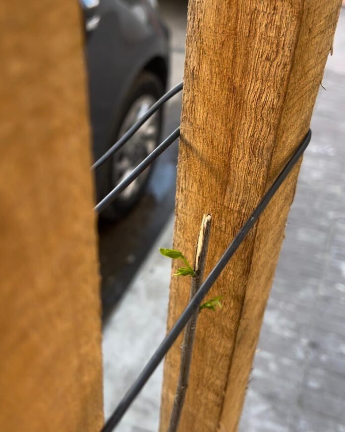 Vandalizaci+¦n arbolado