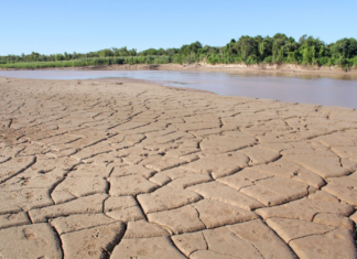 Advertencia de ambientalistas: «La situación en el Delta de Paraná es crítica»
