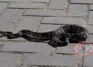 En Las Acacias, Bomberos puso a salvo a una serpiente