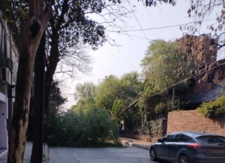 Un árbol cayó en zona céntrica a raíz de los fuertes vientos