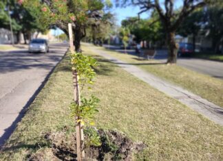 Por el Día del Árbol se invitó a los vecinos a participar de la plantación de ejemplares