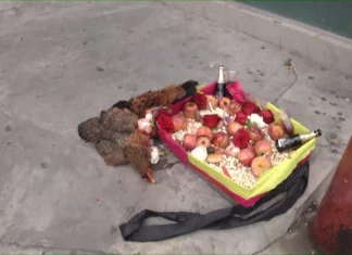 Hallaron restos de un ritual con animales sacrificados en microcentro