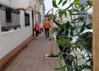 Plan de arbolado: Se plantan 100 ejemplares en el radio céntrico