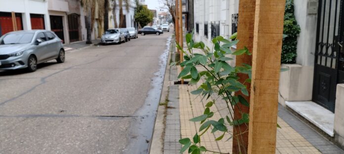 p3 Plan de Arbolado (1)