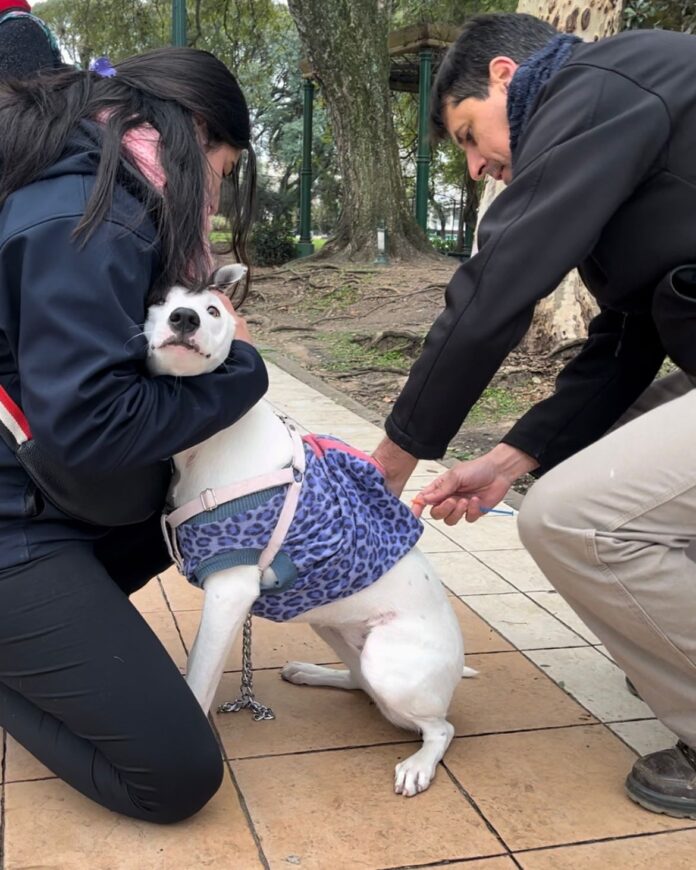 p3 operativo antirrábico