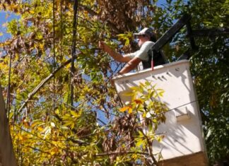 Comienza la poda de árboles en la plaza Constitución