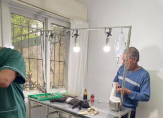 Otorgarán 100 turnos para la castración de gatos