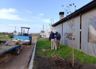 Caseros: Plantan árboles y mantienen los espacios verdes