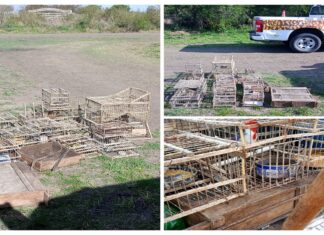 Secuestraron tramperas con aves autóctonas y procedieron a su liberación