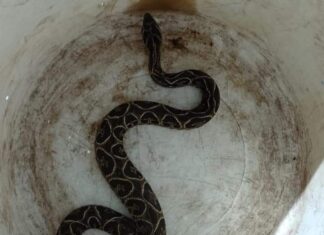 Se rescató a un ofidio en las 150 Viviendas