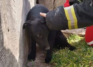 Pusieron a salvo a un perro que había quedado atrapado entre dos paredes
