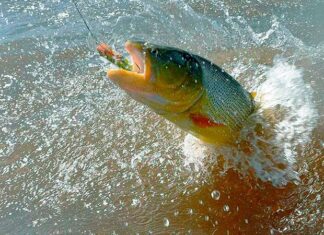 Comenzó a regir la veda para la pesca del dorado