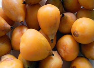 Se incorporó el fruto de la palmera yatay al Código Alimentario Argentino