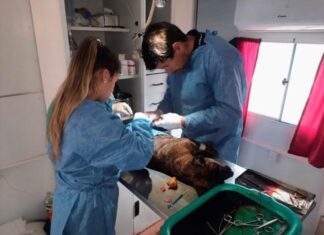 Programa de sanidad animal: En la ciudad ya se efectuaron más de 1.200 castraciones