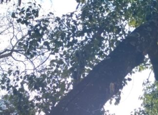 Por avanzado estado de deterioro se extrajo un árbol de la plaza Ramírez