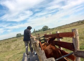 Confirmaron que el plan de vacunación contra la fiebre aftosa sigue sin cambios