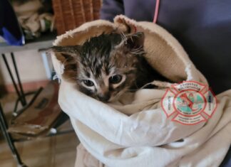Rescataron a pequeño gato atrapado en el interior de un tubo