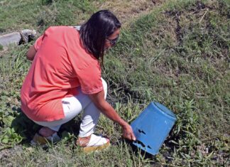 Ante las lluvias, instan a extremar las medidas preventivas para combatir al dengue