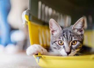 Otorgan 100 turnos para la jornada de castración masiva