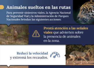 Animales sueltos en las rutas: Sugerencias para evitar siniestros viales