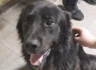 Perro, perdido, se refugió en el Cuartel de Bomberos