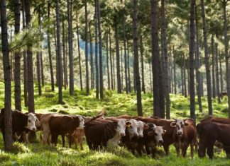 Madera, forrajes, carne y carbono: Sinergias para la diversificación