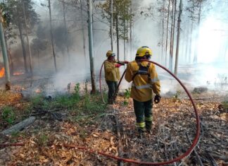 Brigadistas controlan los incendios desatados en Concordia
