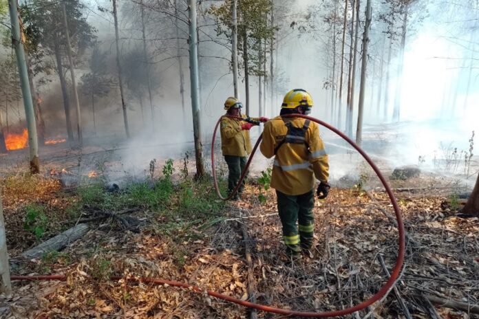 ambiente - controlan los incendios desatados en concordia1