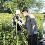 ambiente – realizan el monitoreo de nidificación del yacaré overo en el parque nacional predelta1