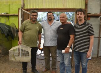 Personal de Recursos Naturales rescató para su recuperación un ejemplar de cardenal amarillo