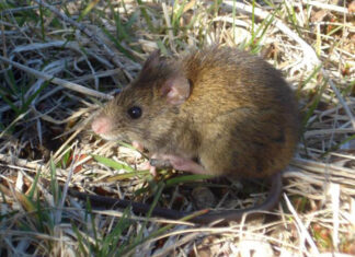 Hantavirus: Tras detectarse un caso se efectuaron acciones para prevenir otros contagios