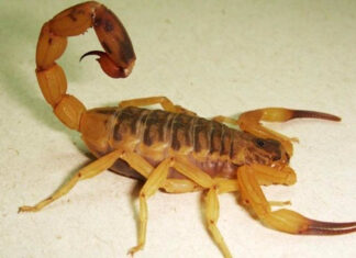 Alacranes: El calor y la humedad favorecen su reproducción