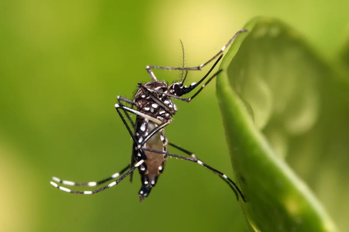 nac - segundos contagios de dengue1