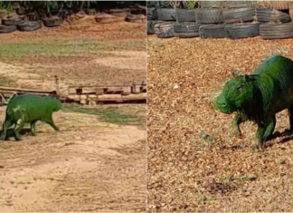 Alarma en Entre Ríos: ¿Por qué los carpinchos están teñidos de verde?