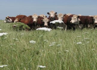 Implementan una refinanciación de créditos para el sector agropecuario