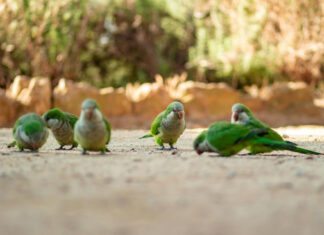 Entre Ríos intensifica la vigilancia epidemiológica de psitacosis