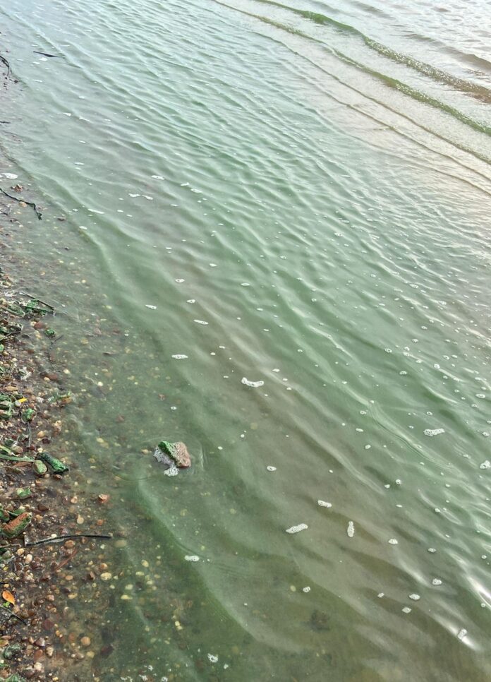 río uruguay - calidad del agua1
