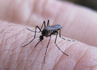 Salud: Confirmaron dos positivos de dengue