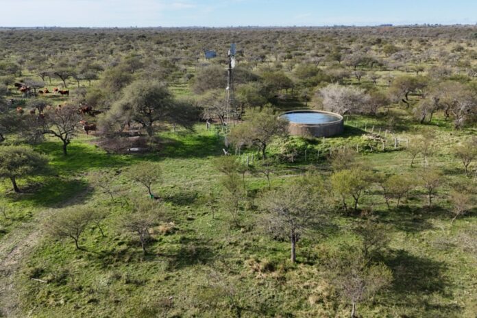 pro - desarrollo económico - financiarán proyectos de manejo y preservación del bosque nativo1